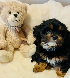 ❤️Lovable Shih Tzu-Poodle  Puppies❤️ - Photo 7