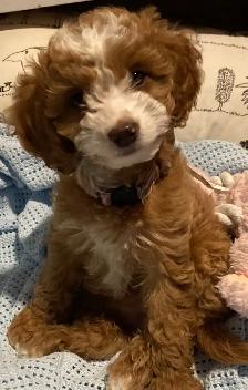 ❤️Lovable Shih Tzu-Poodle  Puppies❤️ - Photo 8
