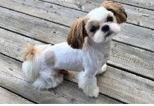 ❤️Lovable Shih Tzu-Poodle  Puppies❤️ - Photo 9