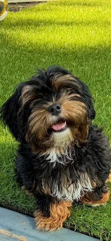 ❤️Lovable Shih Tzu-Poodle  Puppies❤️ - Photo 10
