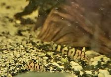 yoyo loaches 1'-1.5' - Photo 4