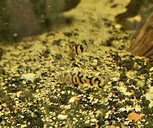 yoyo loaches 1'-1.5' - Photo 6