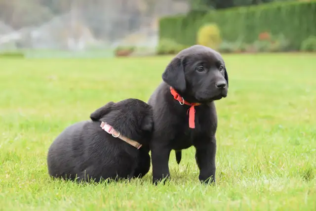 Adorable Country-Raised Labrador Puppies