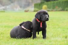 Adorable Country-Raised Labrador Puppies