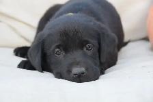 Adorable Country-Raised Labrador Puppies - Photo 2