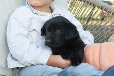 Adorable Country-Raised Labrador Puppies - Photo 3