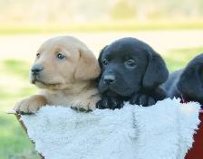Adorable Country-Raised Labrador Puppies - Photo 4