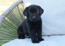 Adorable Country-Raised Labrador Puppies - Photo 5
