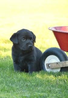 Adorable Country-Raised Labrador Puppies - Photo 6