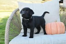 Adorable Country-Raised Labrador Puppies - Photo 7