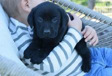 Adorable Country-Raised Labrador Puppies - Photo 8