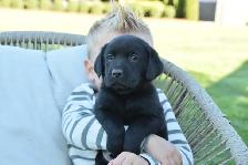Adorable Country-Raised Labrador Puppies - Photo 9