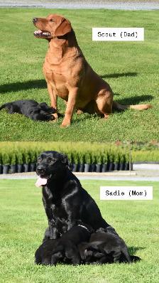 Adorable Country-Raised Labrador Puppies - Photo 10