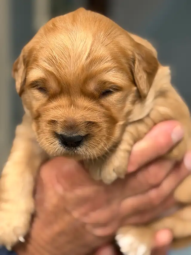 Golden Retriever Puppies  looking for Forever homes