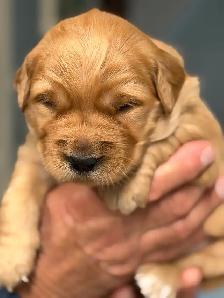 Golden Retriever Puppies  looking for Forever homes