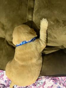 Golden Retriever Puppies  looking for Forever homes - Photo 2