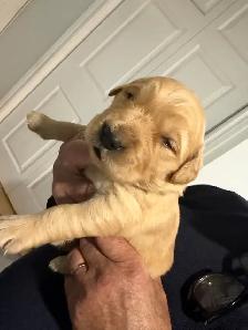 Golden Retriever Puppies  looking for Forever homes - Photo 3