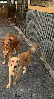 Golden Retriever Puppies  looking for Forever homes - Photo 4