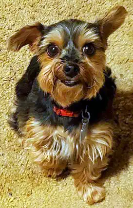 Dog Boarding Short and Long Term Dog Sitting