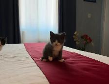chatons à vendre / kittens for sale - Photo 2
