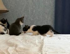 chatons à vendre / kittens for sale - Photo 7
