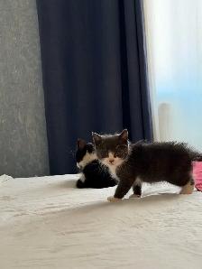 chatons à vendre / kittens for sale - Photo 10