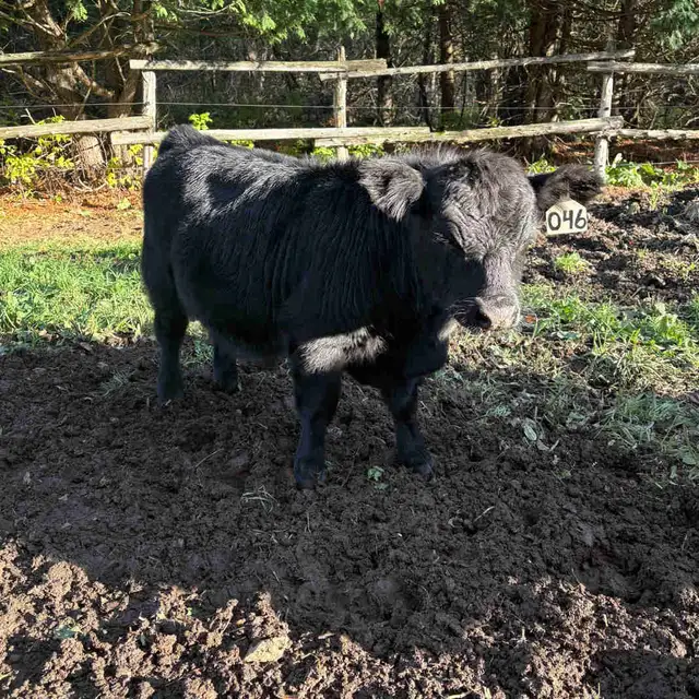 Lowline Angus
