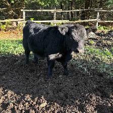 Lowline Angus