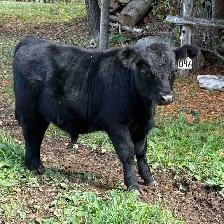 Lowline Angus - Photo 2