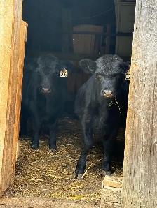 Lowline Angus - Photo 3