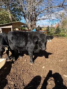 Lowline Angus - Photo 4