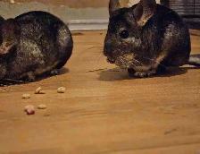 female chinchillas