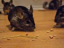 female chinchillas - Photo 2