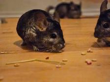 female chinchillas - Photo 3