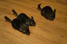 female chinchillas - Photo 4