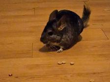female chinchillas - Photo 5