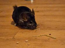 female chinchillas - Photo 6