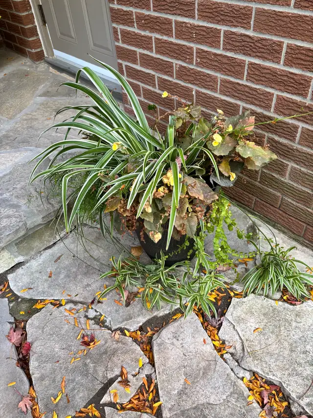 Free plants