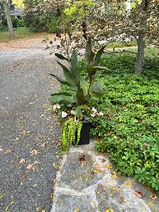 Free plants - Photo 2