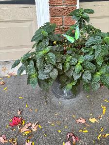 Free plants - Photo 3