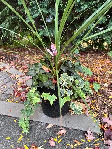 Free plants - Photo 4