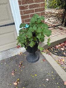 Free plants - Photo 5
