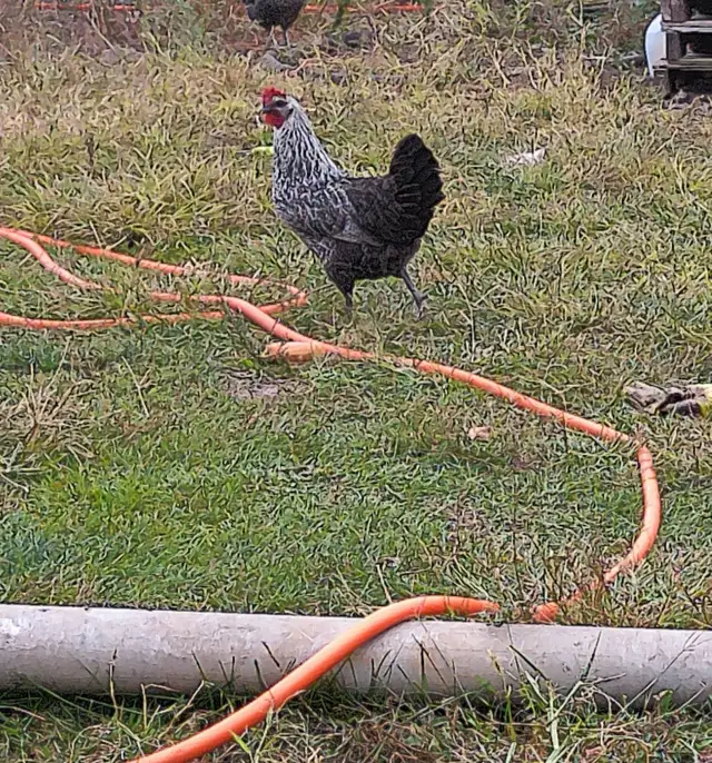 Silver Deathlayer x Hen