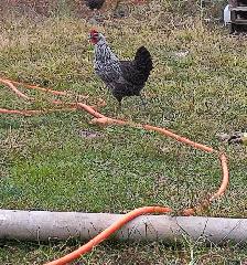 Silver Deathlayer x Hen