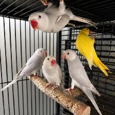 INDIAN RING NECK PARROTS FOR SALE - Photo 7