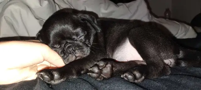 PUG (CARLIN) femelle de 10 semaines
