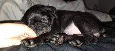 PUG (CARLIN) femelle de 10 semaines