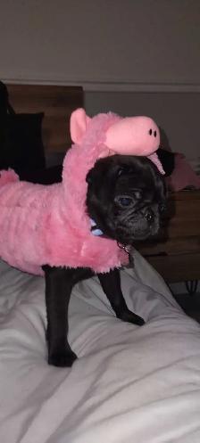 PUG (CARLIN) femelle de 10 semaines - Photo 2