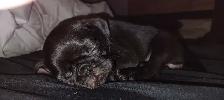 PUG (CARLIN) femelle de 10 semaines - Photo 3