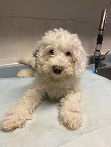 Why get a 8 week old  when you can have a trained one? - Photo 2